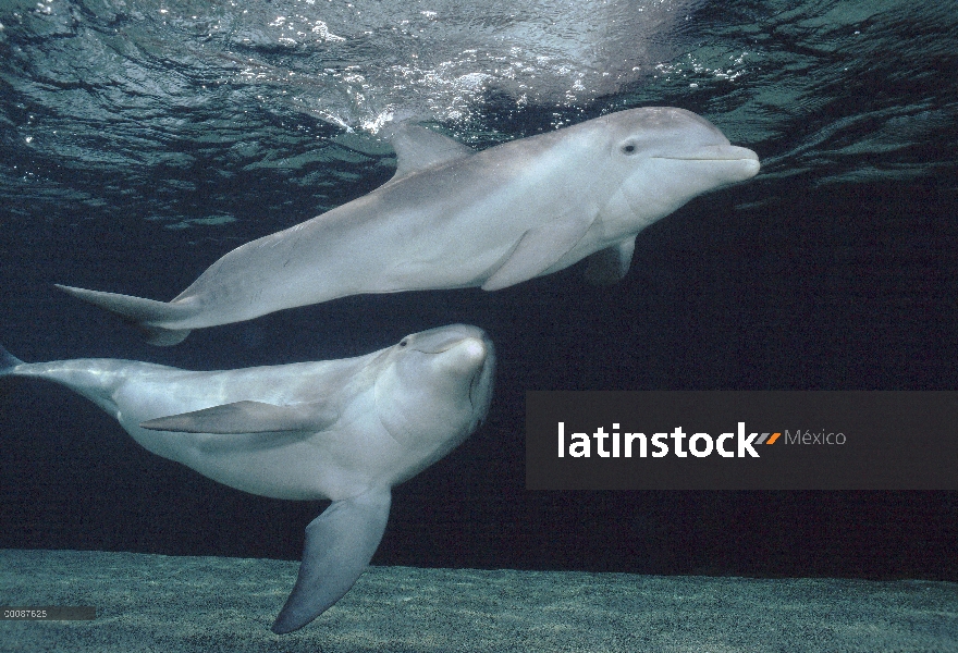 Par submarino tonina Delfín (Tursiops truncatus), Hawaii