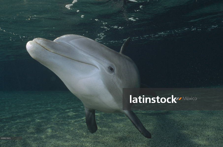 Retrato submarino tonina Delfín (Tursiops truncatus), Hawaii