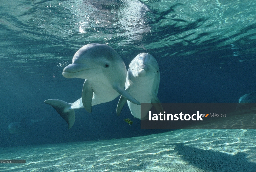 Par submarino tonina Delfín (Tursiops truncatus), Hawaii