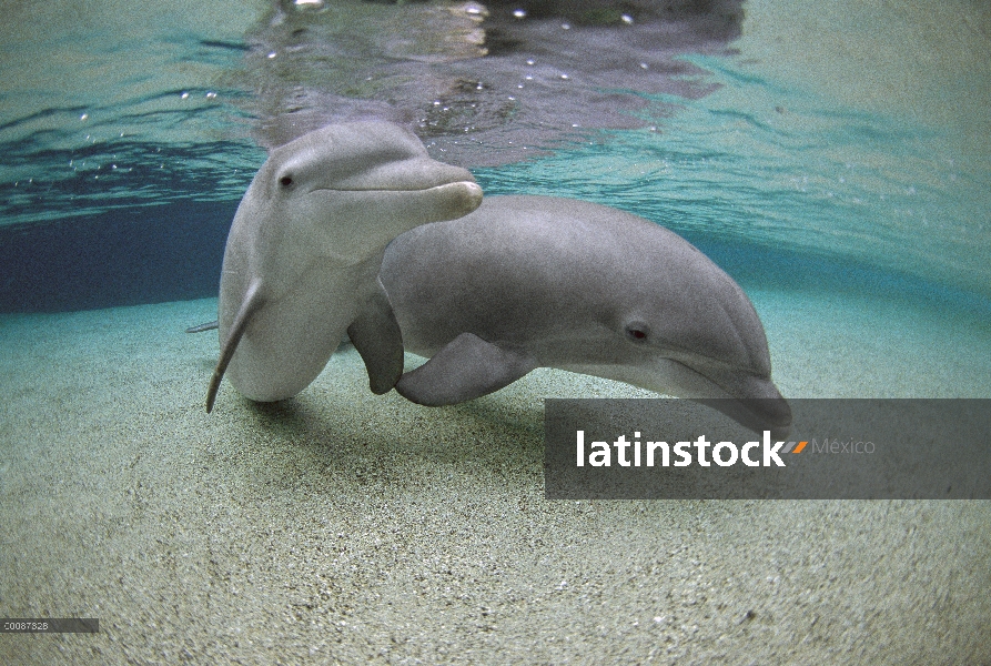 Par de delfines (Tursiops truncatus) de mulares, Hawaii