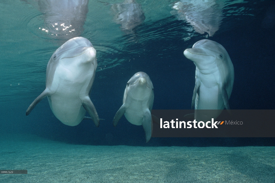 Trío submarino tonina Delfín (Tursiops truncatus), Hawaii