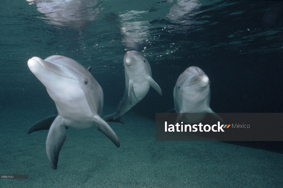 Trío submarino tonina Delfín (Tursiops truncatus), Hawaii