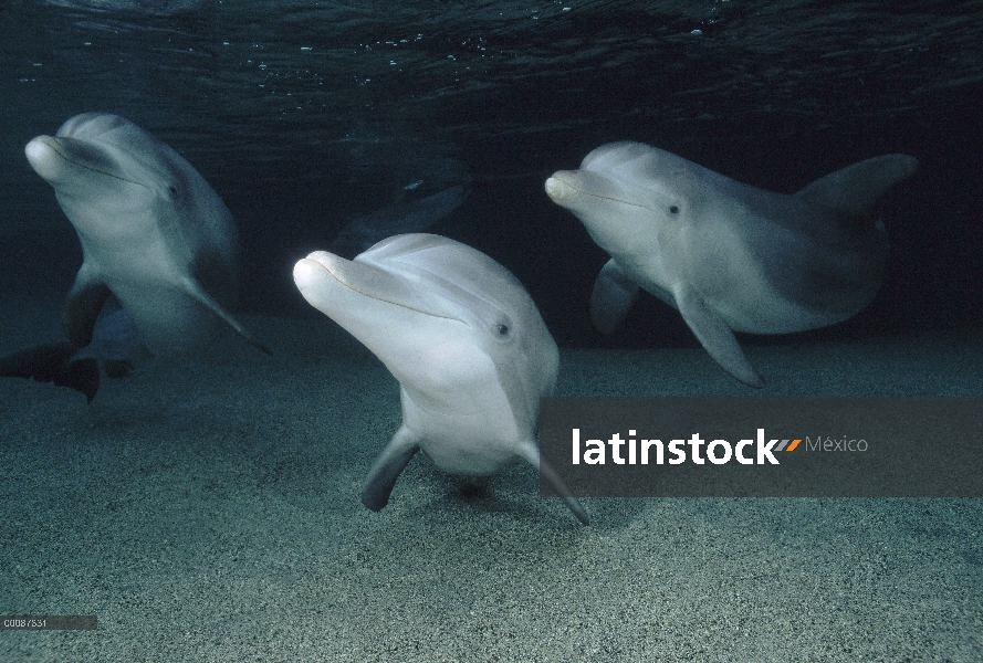 Trío submarino tonina Delfín (Tursiops truncatus), Hawaii