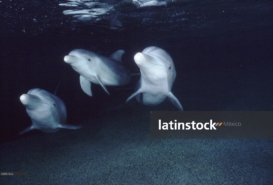 Trío submarino tonina Delfín (Tursiops truncatus), Hawaii