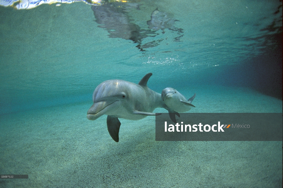 Tonina Delfín (Tursiops truncatus) bajo el agua madre y joven, Hawaii