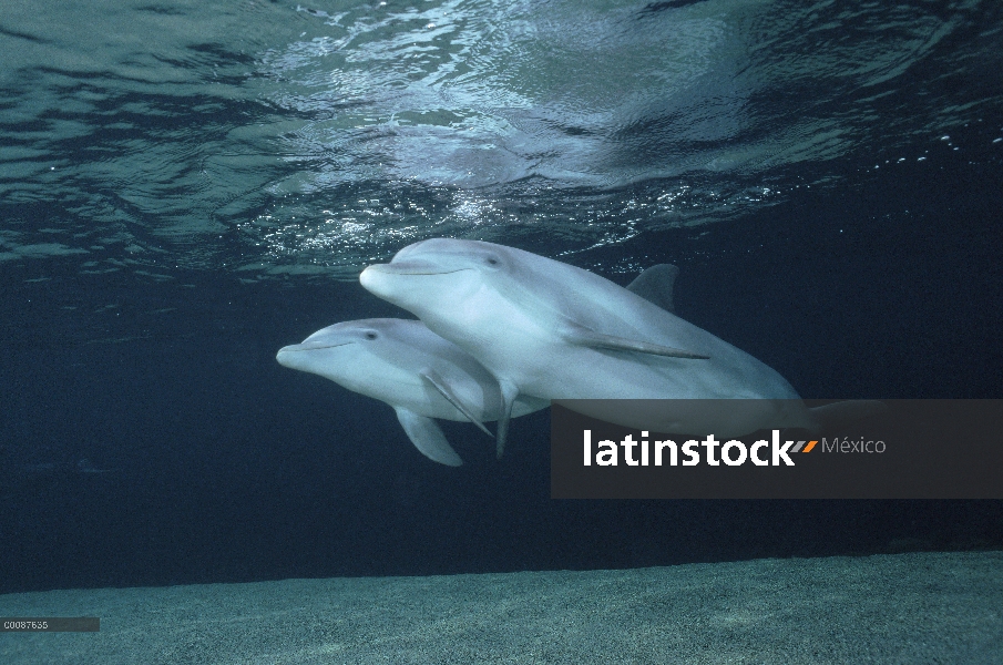 Par submarino tonina Delfín (Tursiops truncatus), Hawaii