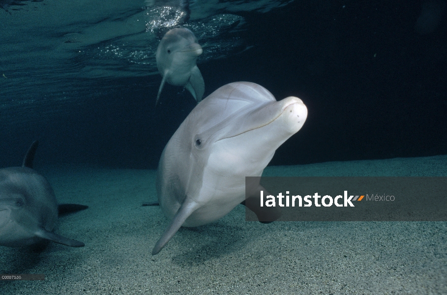 Retrato submarino tonina Delfín (Tursiops truncatus), Hawaii