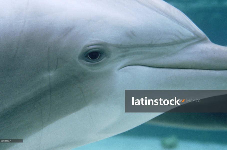 Retrato submarino tonina Delfín (Tursiops truncatus), Hawaii