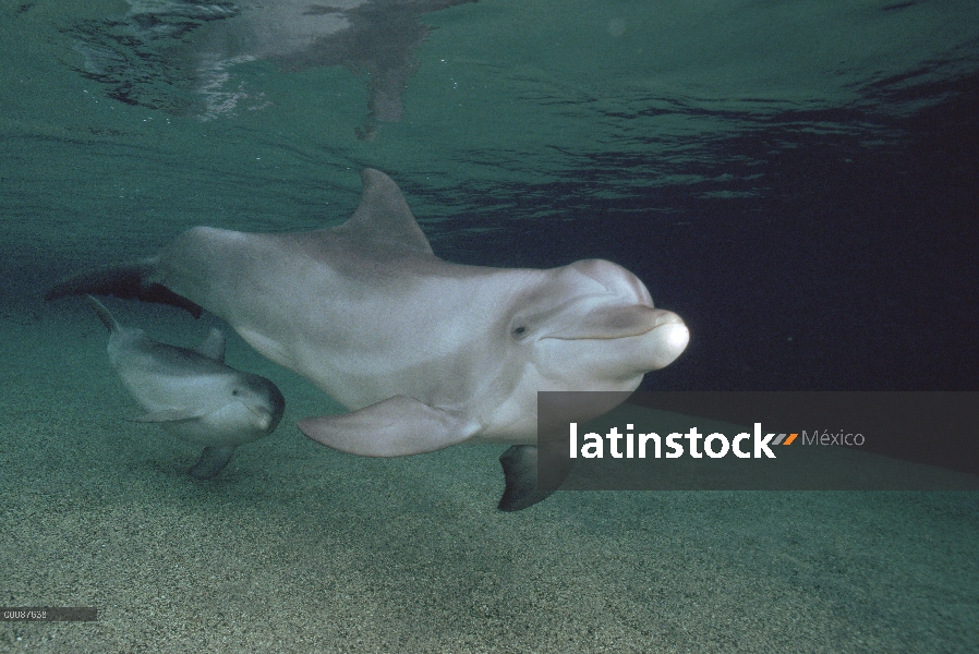 Par submarino tonina Delfín (Tursiops truncatus), Hawaii