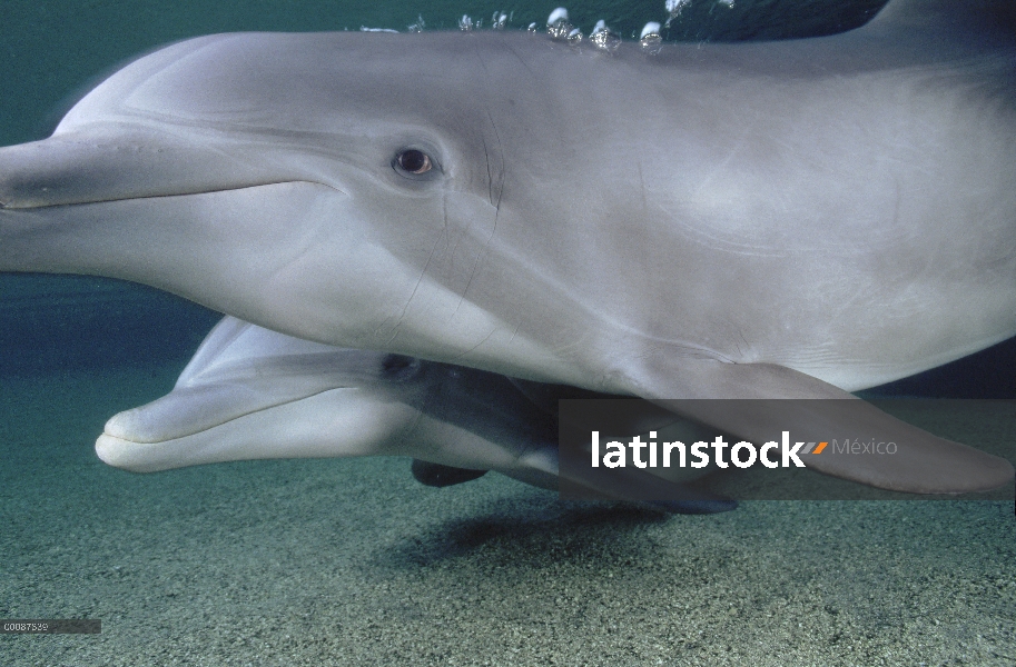 Par submarino tonina Delfín (Tursiops truncatus), Hawaii