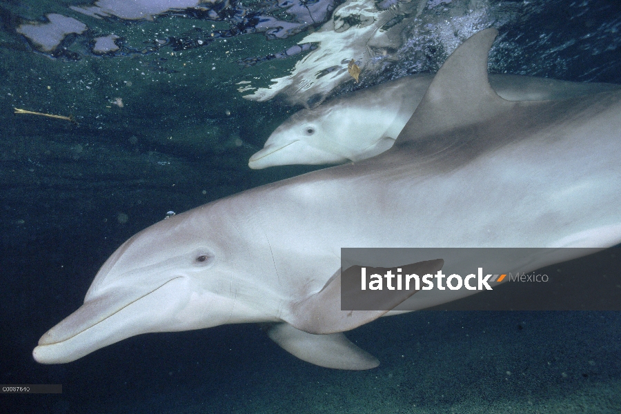 Par submarino tonina Delfín (Tursiops truncatus), Hawaii