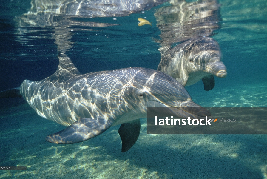 Par submarino tonina Delfín (Tursiops truncatus), Hawaii