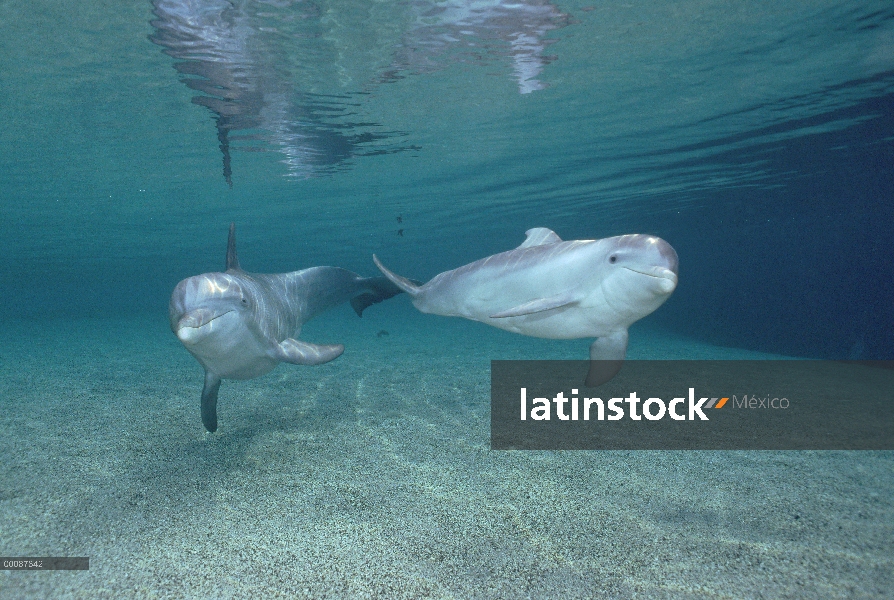 Par submarino tonina Delfín (Tursiops truncatus), Hawaii