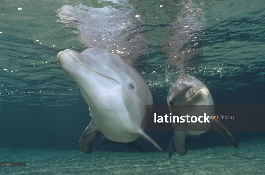 Animal cautivo de tonina Delfín (Tursiops truncatus) par de submarinos, Hawaii,