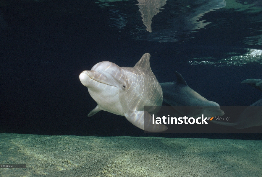 Par submarino tonina Delfín (Tursiops truncatus), Hawaii