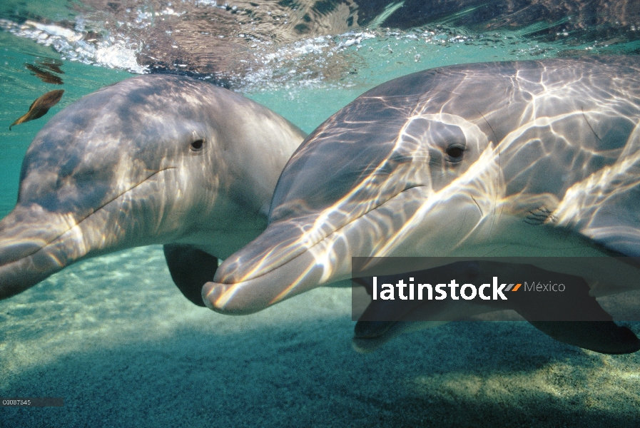 Par submarino tonina Delfín (Tursiops truncatus), Hawaii