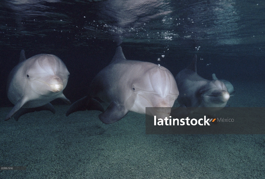 Trío submarino tonina Delfín (Tursiops truncatus), Hawaii