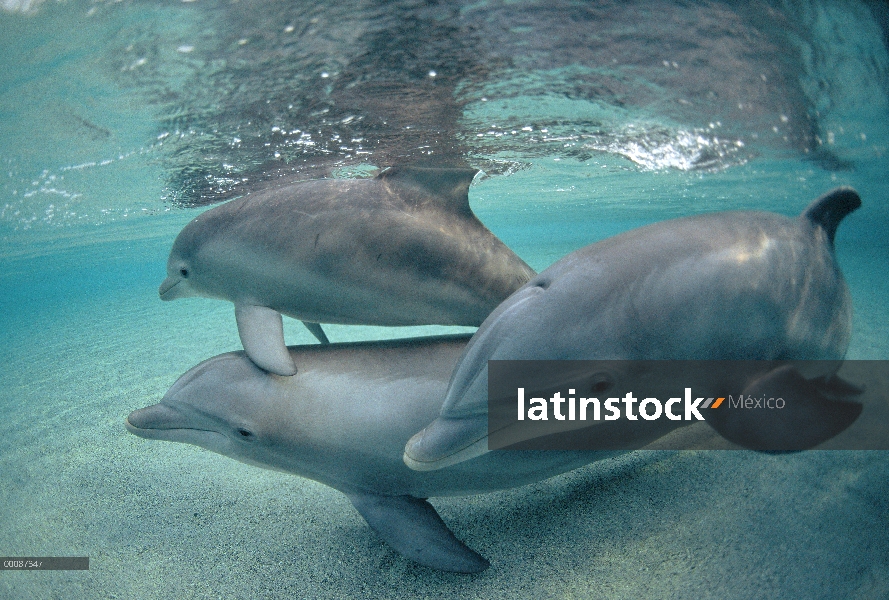 Trío submarino tonina Delfín (Tursiops truncatus), Hawaii