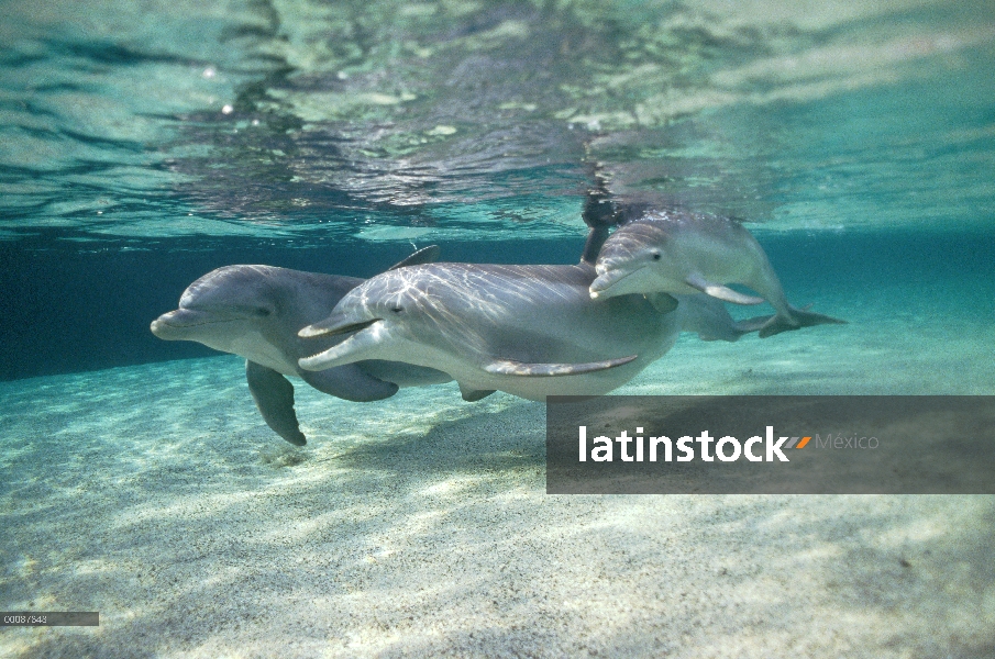 Trío submarino tonina Delfín (Tursiops truncatus), Hawaii