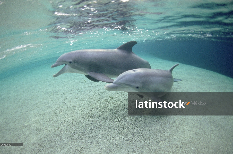 Par submarino tonina Delfín (Tursiops truncatus), Hawaii