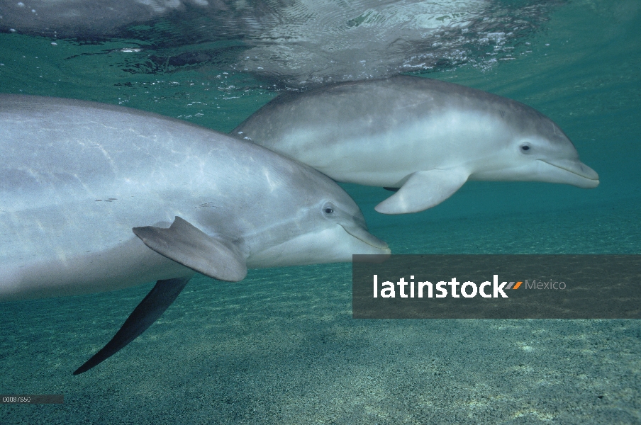 Par submarino tonina Delfín (Tursiops truncatus), Hawaii