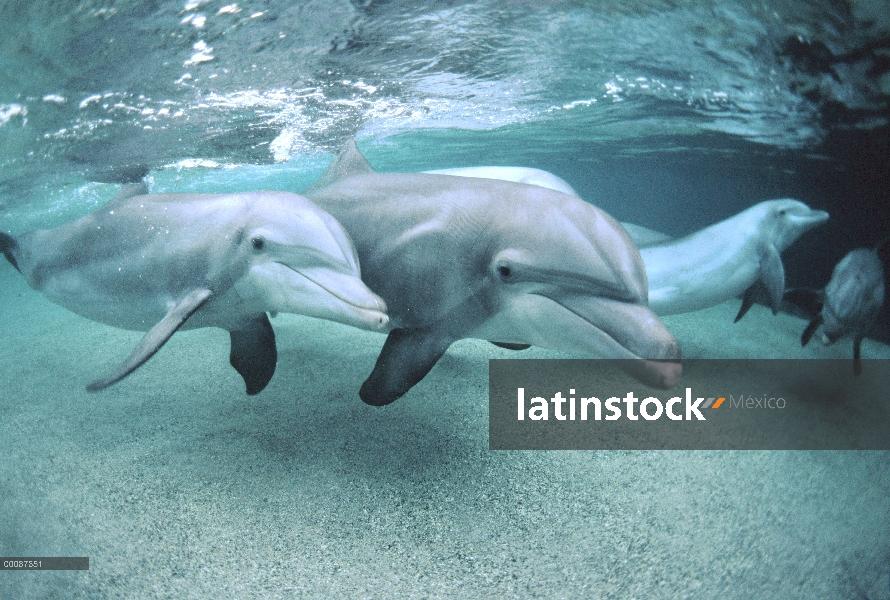 Par submarino tonina Delfín (Tursiops truncatus), Hawaii