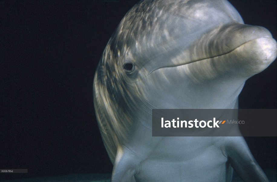 Animal cautivo de tonina Delfín (Tursiops truncatus) retrato de submarinos, Hawaii,