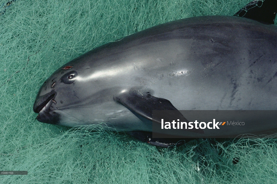 Vaquita marina (Phocoena sinus) captura mortalidad, atrapada en redes de enmalle para tiburones y ot