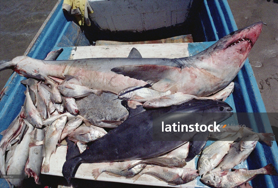 Víctima de captura de Vaquita (Phocoena sinus) atrapados en redes de enmalle para tiburones y otros 