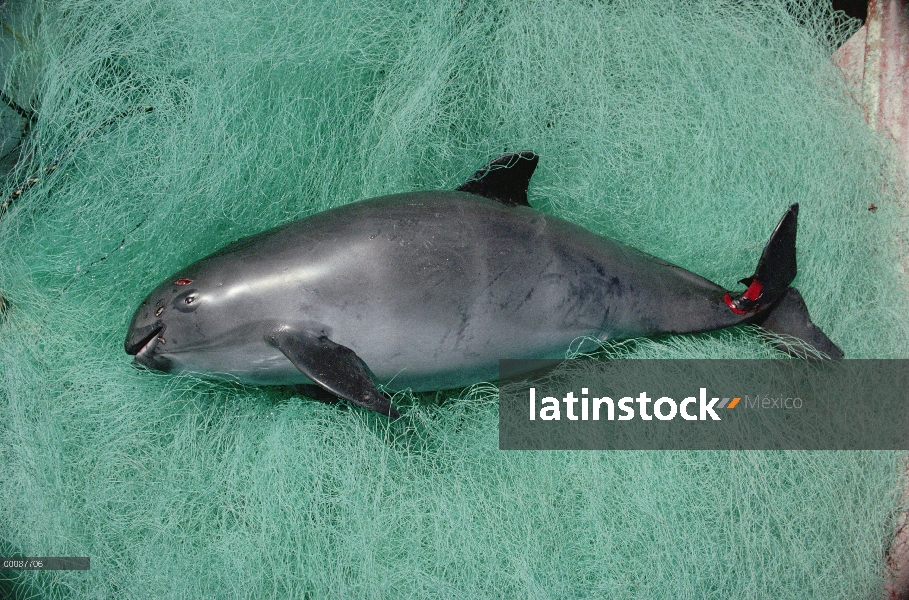 Vaquita marina (Phocoena sinus) captura mortalidad, atrapada en redes de enmalle para tiburones y ot