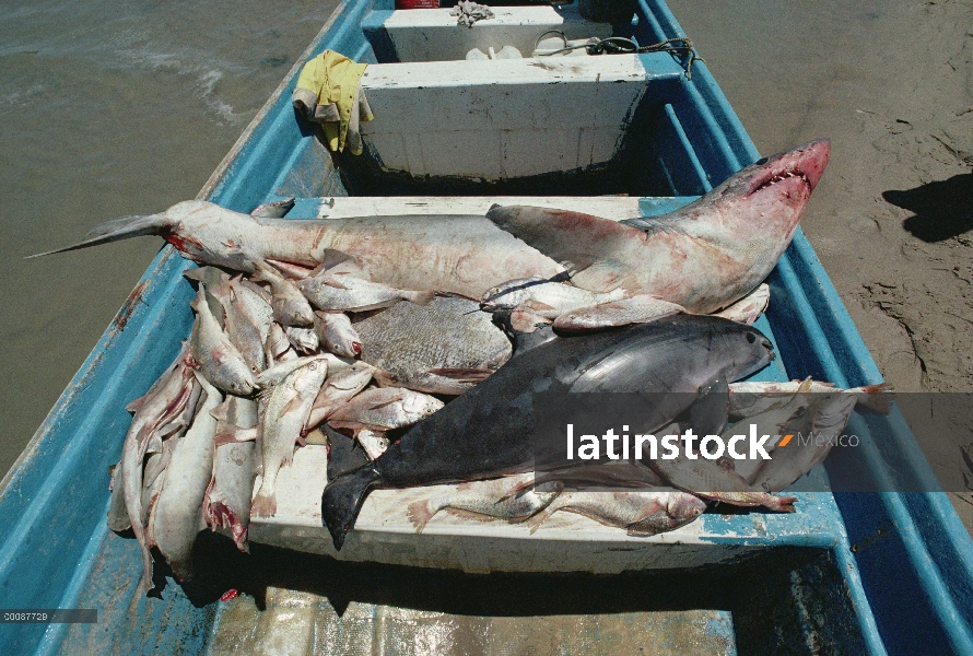 Vaquita marina (Phocoena sinus) captura mortalidad, atrapada en redes de enmalle para tiburones y ot