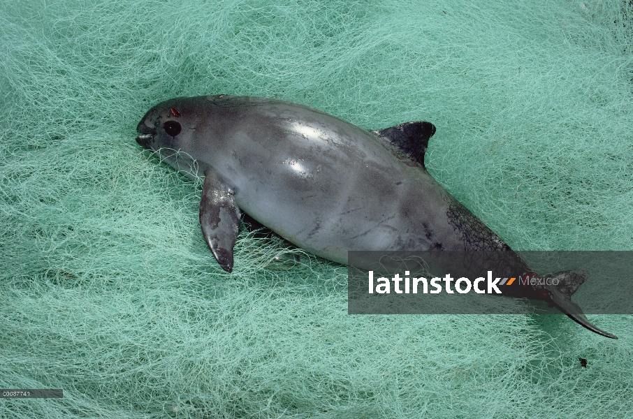 Vaquita marina (Phocoena sinus) captura herido, Baja California, México