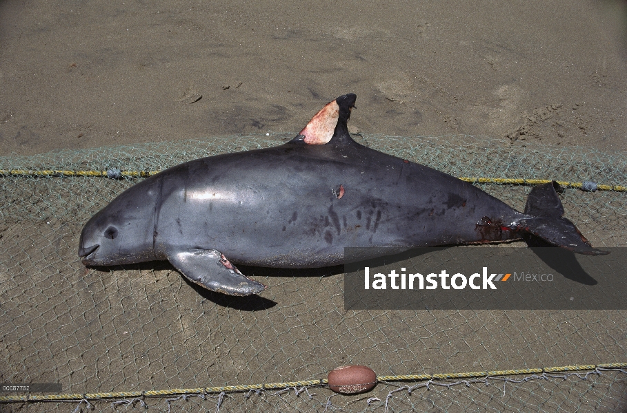 Vaquita marina (Phocoena sinus) asesinado en red destinado a los tiburones, mar de Cortés cerca de S