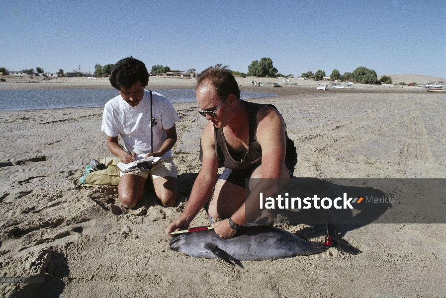 La marsopa vaquita (Phocoena sinus) matado como captura incidental en redes de enmalle para tiburone