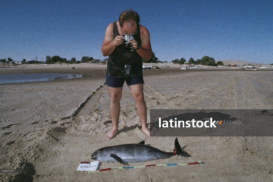 La marsopa vaquita (Phocoena sinus) matado como captura incidental en redes de enmalle para tiburone