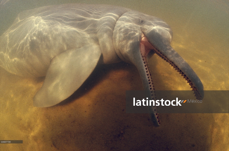 Delfín de Río Amazonas (Inia geoffrensis) llamar, Silver Lake, Brasil