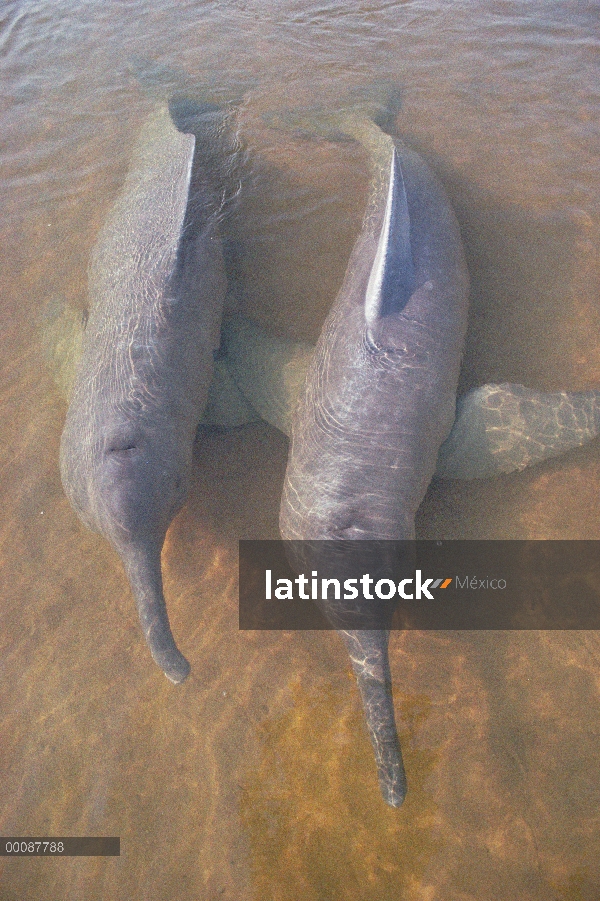 Delfín de Río Amazonas (Inia geoffrensis) macho y hembra rescatado de una zanja de riego sequía del 