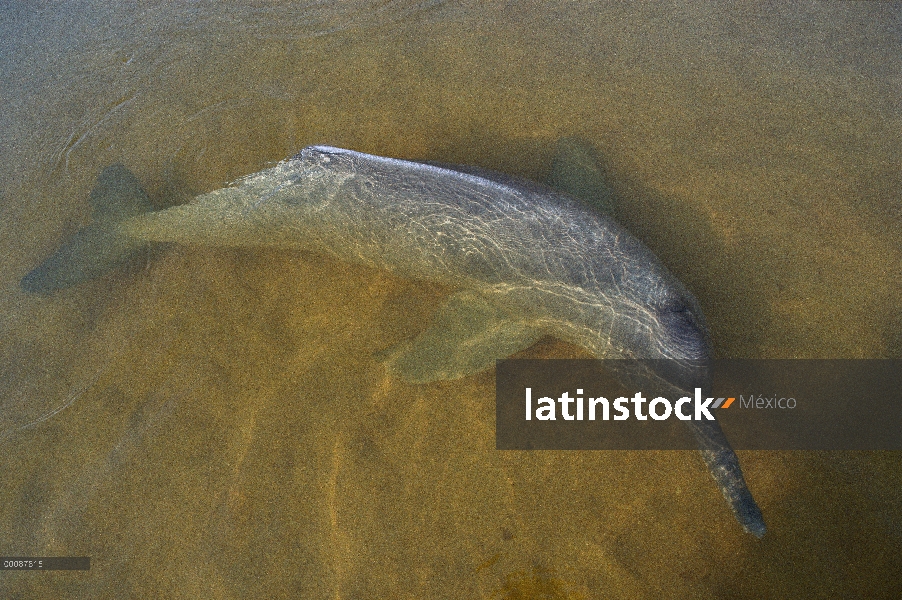 Delfín de Río Amazonas (Inia geoffrensis) rescatado de secado acequia el río Orinoco, Lago De Prata,