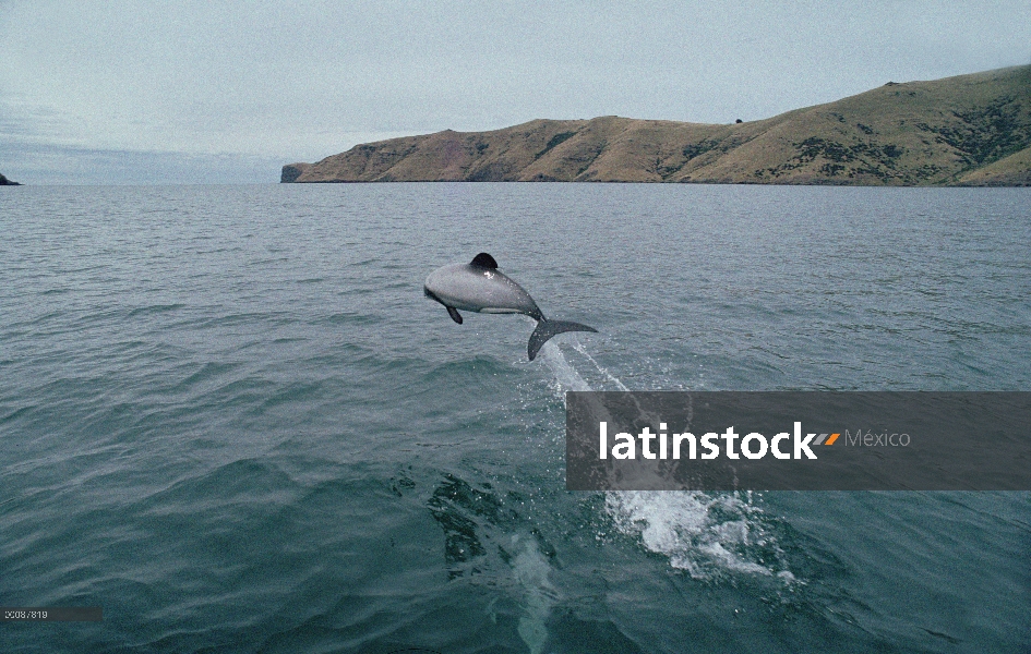 Delfín de Héctor (Cephalorhynchus hectori) saltando cerca de entrada a la bahía de Akaroa, Nueva Zel