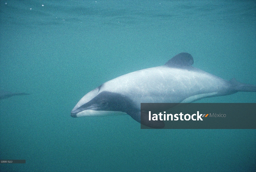 Retrato submarino de Héctor Delfín (Cephalorhynchus hectori), Nueva Zelanda