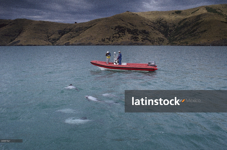 Grupo de delfines (Cephalorhynchus hectori) de Hector ser observado y fotografiado por los investiga