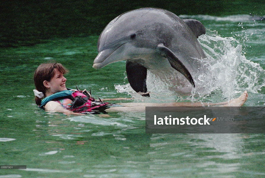 Delfín mular (Tursiops truncatus) interactuando con un turista, Dolphin Quest Learning Center, Hawai