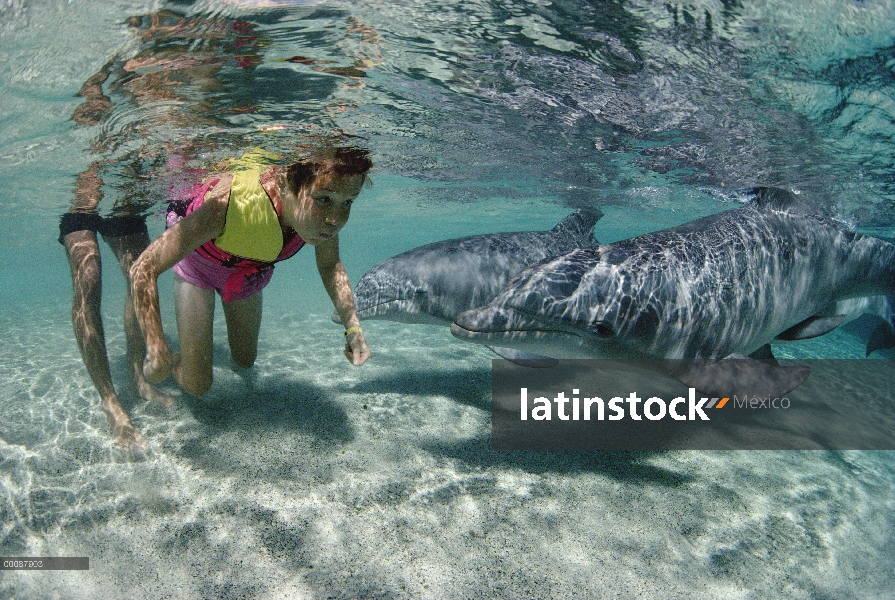 Par de delfines (Tursiops truncatus) mular interactuando con Steven Cleaver en el Dolphin Quest Lear