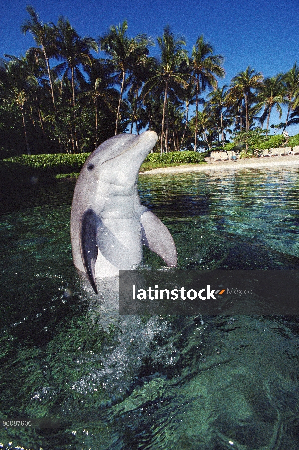 Delfín mular (Tursiops truncatus), Hawaii