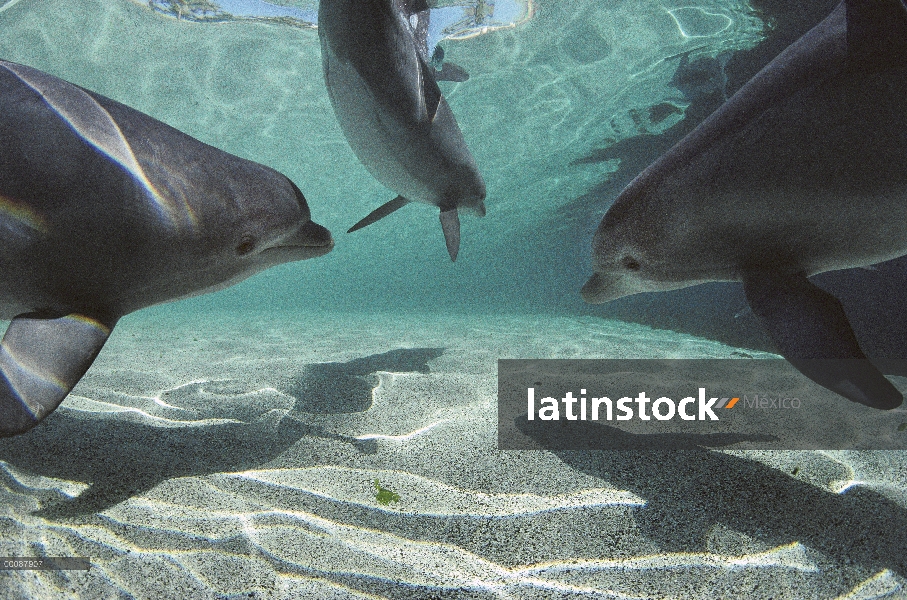 Trío de delfines (Tursiops truncatus) de mulares, Hyatt Waikoloa, Hawai