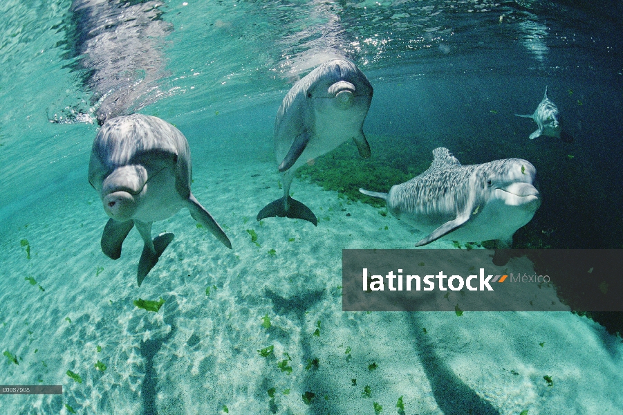 Bajo el agua, trío de tonina Delfín (Tursiops truncatus) Hyatt Waikoloa, Hawai