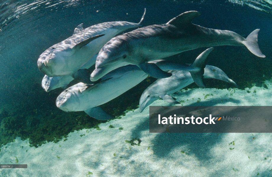 Tonina Delfín (Tursiops truncatus) submarino grupo Hyatt Waikoloa, Hawai