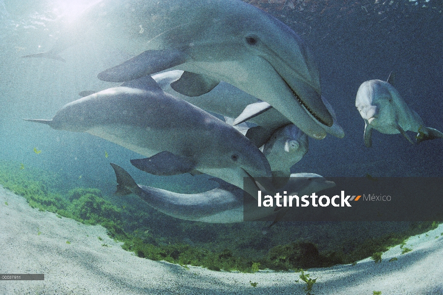 Grupo de delfines (Tursiops truncatus) mular, Hyatt Waikoloa, Hawai