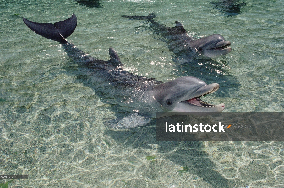 Par de delfines (Tursiops truncatus) de mulares en Laguna de poca profundidad, Hyatt Waikoloa, Hawai