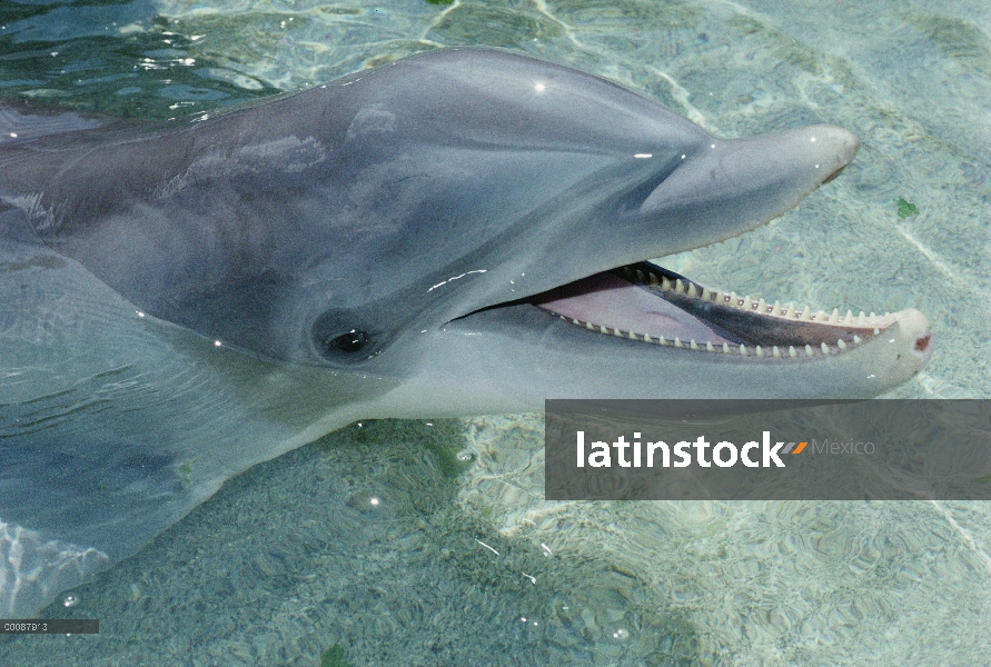 Retrato de tonina Delfín (Tursiops truncatus), Hyatt Waikoloa, Hawai